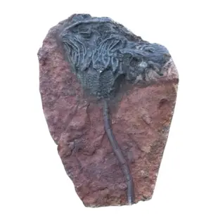 Crinoids