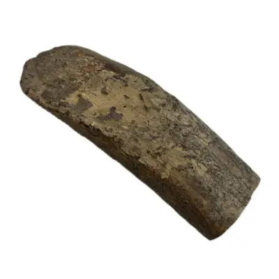 Fossil Walrus tusk tip, Iceage
