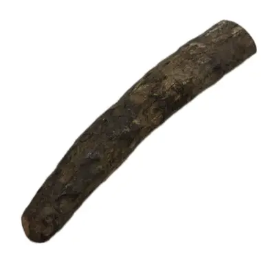 Fossil Walrus tusk tip, Iceage