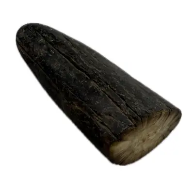 Fossil Walrus tusk section, Iceage