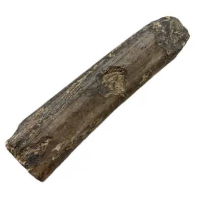 Fossil Walrus Tusk, 15 inches