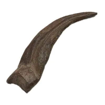 Spinosaurus Claw, composite, 7″