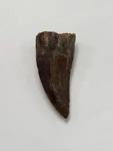 Daspletosaurus tooth, 2 1/2″ long