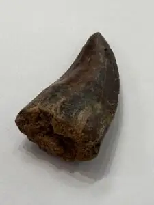 Daspletosaurus tooth, 2 1/2″ long