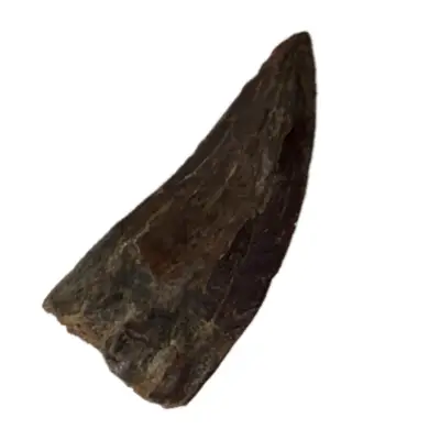 Collector Riker Box- Prehistoric Teeth