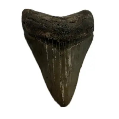 Daspletosaurus tooth, 2 1/2″ long