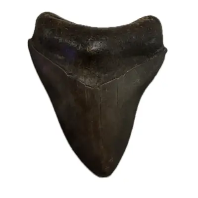 Megalodon Tooth, Georgia 3″  incredible