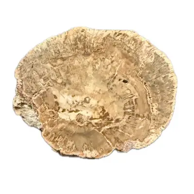 Petrified wood slice, Madagascar