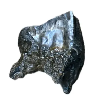 Woolly Rhino molar tooth, rooted 2 1/2″