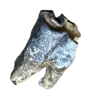 Woolly Rhino tooth, Pleistocene epoch