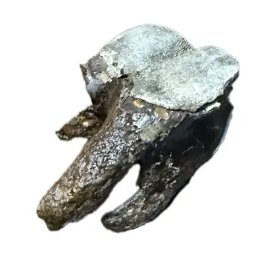 Woolly Rhino tooth, Siberia