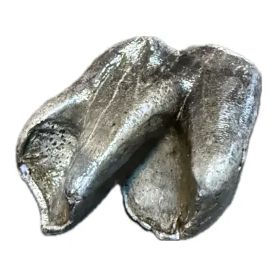 Woolly Rhino molar tooth, Siberia