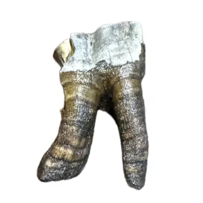 Woolly Rhino molar tooth, rooted 2 1/2″