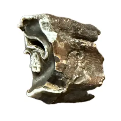 Woolly Rhino molar tooth, rooted 2 1/2″