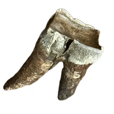Fossil Walrus Inuit tool, Harpoon
