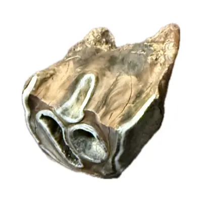 Woolly Rhino molar tooth, rooted 2 1/2″