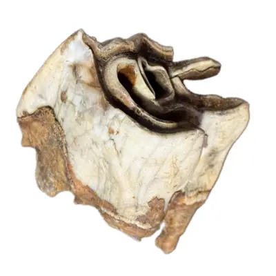 Woolly Rhino molar tooth, 3″ x 2″