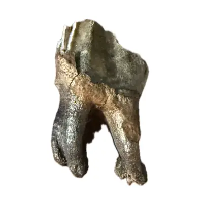 Fossil Walrus Inuit tool, Harpoon