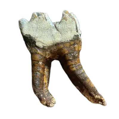 Fossil Walrus Inuit tool, Harpoon