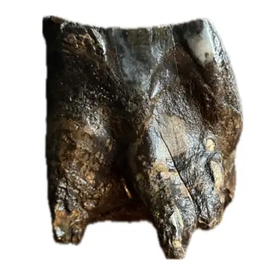 Woolly Rhino molar tooth, Pleistocene