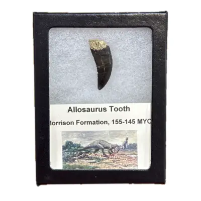 Allosaurus dinosaur tooth, Large