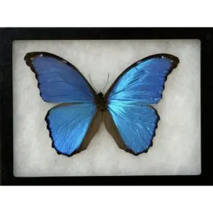 Insects