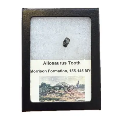 Allosaurus dinosaur tooth, Large