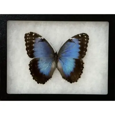Blue Morpho butterfly , Banded