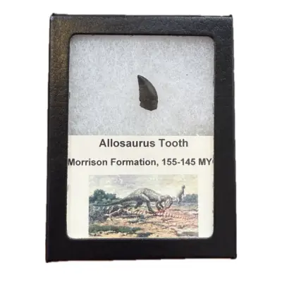 Allosaurus dinosaur tooth, riker box