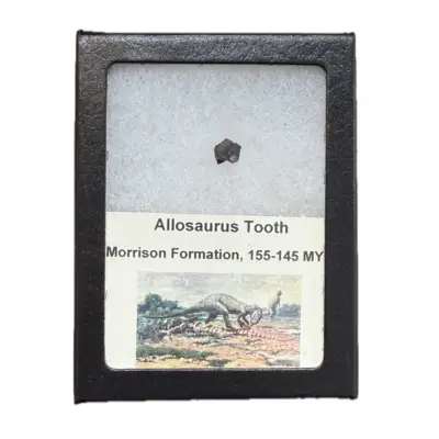 Allosaurus dinosaur tooth in riker