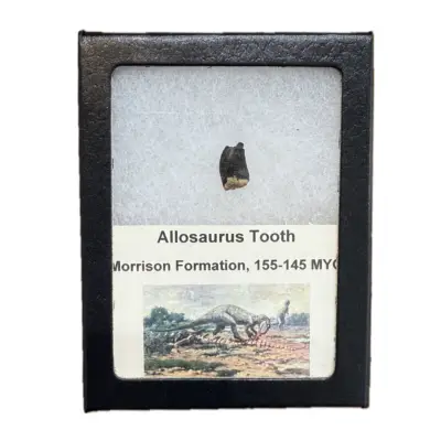 Allosaurus dinosaur tooth in riker