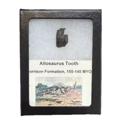 Allosaurus dinosaur tooth in riker