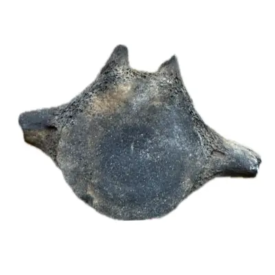 Fossil Walrus Inuit tool, Harpoon