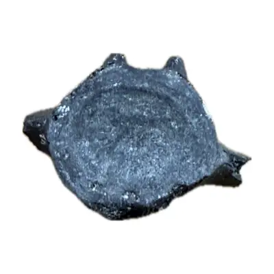 Fossil Whale Vertebrae – Florida