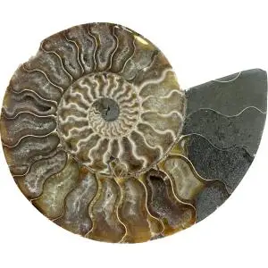 Ammonite- Goniatite- 400 MYO