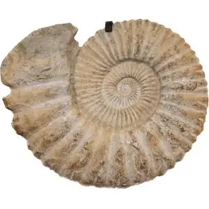 Ammonite- Goniatite- 400 MYO