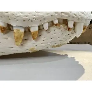 Alligator skull, Monster 22″
