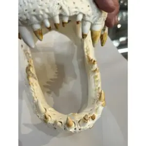 Alligator skull, Monster 22″