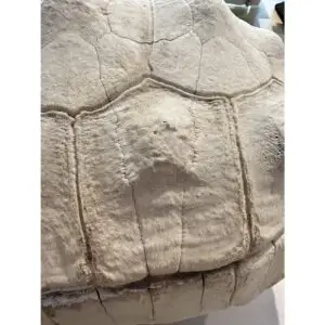 Sulcata shell, Tortoise, 12 1/2″