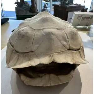 Sulcata shell, Tortoise, 12 1/2″