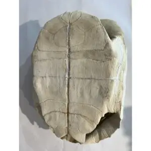 Sulcata shell, Tortoise, 12 1/2″