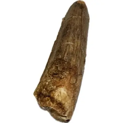Camarasaurus Vertebrae, Wyoming
