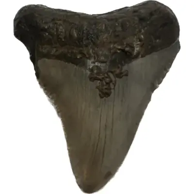 Megalodon Tooth South Carolina 3.00inch