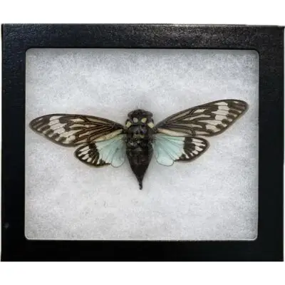 Stag Beetle in riker box