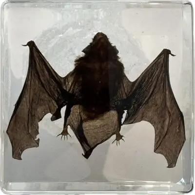 Pygmy Bamboo Bat in Riker box