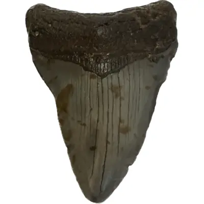 Megalodon Tooth South Carolina 3.00inch