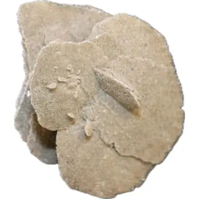 Desert Rose from Mexico