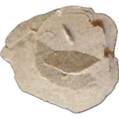 Desert Rose from Mexico