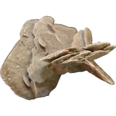 Desert Rose from Mexico