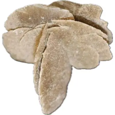 Desert Rose from Mexico